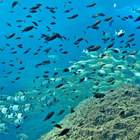 Eco-Snorkel a les illes Medes